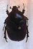 Protaetia ungarica armeniaca